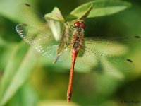Blutrote Heidelibelle (Sympetrum sanguineum)